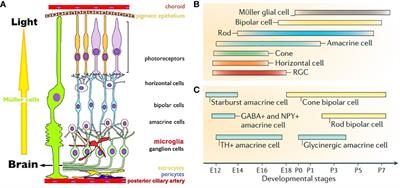 Role of glutamate in the development of visual pathways